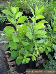 Image result for Synadenium angolense