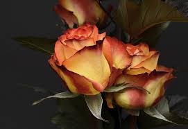Maybe you would like to learn more about one of these? Rose Meaning And Rose Symbolism On Whats Your Sign