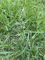 Image result for Eragrostis cilianensis