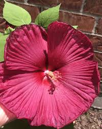 Hibiscus Hardy Hibiscus Hibiscus Flowers Hibiscus