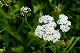 Recently awarded the best letterbox flowers (june 2021, the independent). Flowers That Bloom In June Best Picks For Zone 5