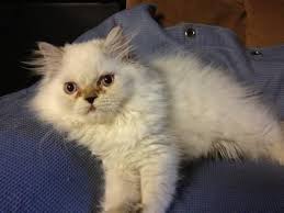 Stunning orange and flame point kittens. Looking For A White Persian Or Flame Point Himalayan With Blue Eyes For Sale In Rushville Indiana Classified Americanlisted Com