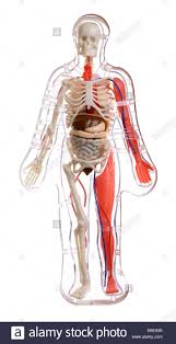 Human Body Organs Diagram Stock Photos Human Body Organs