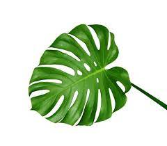 Pin By Francisca Marquez On Castaway Monstera Leaf Monstera Leaf Template