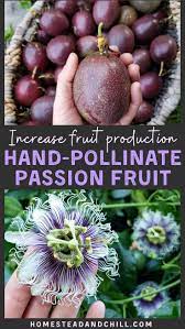 How To Hand Pollinate Passion Fruit Flowers Homestead And Chill Passion Fruit Plant Growing Passion Fruit Fruit Plants