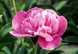 There are several wild species which have contributed genetics to the cultivated tree peony, paeonia suffruticosa.the mid to late spring blossoms of tree peonies are unrivaled in size, color and fragrance. Peonies Planting Growing And Caring For Peony Flowers The Old Farmer S Almanac