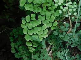 Image result for Adiantum poiretii