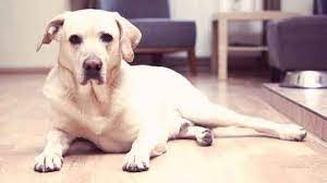 The canine chemotherapy cost will also vary from one state to another. Managing Costs Of Cancer Treatment For Dogs Petcarerx