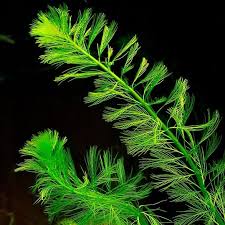 A water plant has broader leaves and is usually more flexible then a land plant. The Best Small Plants For Small Ponds Easy Care Species Pond Informer