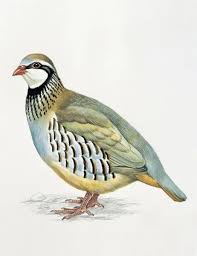 Image result for Alectoris rufa