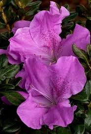 Autumn Lilac Encore Azalea The World S Best Selling Multi Season Blooming Azalea Azaleas Garden Azaleas Plants