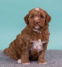 Blue discount mountain labradoodles