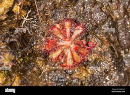 Image result for Drosera natalensis