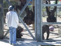 We are a family run animal rescue aiming to rescue and rehome as many animals as we can. Nih Retires Research Chimps At Troubled Facility Nature News Comment