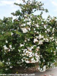 Image result for Carissa tetramera