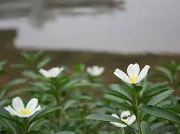 Ludwigia Adscendens Is A Perennial Floating Herb With White Spongy Buoys Ludwigia Waterprimrose Plantoped Plants Planting Flowers Indoor Outdoor Plants