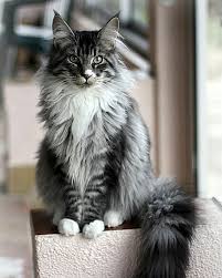 Black And Grey Tabby Cat Personality Pin On Future Pets