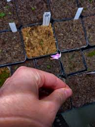 Image result for Genlisea africana