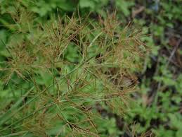 Image result for Cyperus distans