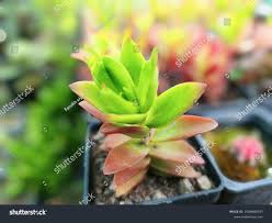 Image result for Crassula capitella