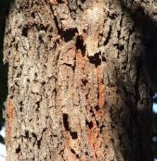 Image result for Baphia speciosa