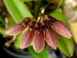 Image result for Bulbophyllum prorepens
