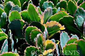 Image result for Kalanchoe fedtschenkoi