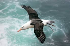Engineers identify key to albatross' marathon flight | MIT News |  Massachusetts Institute of Technology