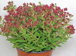 Image result for Crassula schimperi