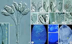 Image result for Physotrichia