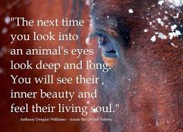When I Look Into The Eyes Of An Animal Quote Always Look Deep And Long Till You See Their Soul Horse Quotes Horse Quotes Funny Animals