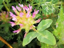 Image result for Trifolium spumosum