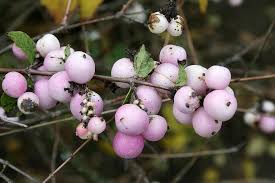 They can also be green. Bush Crop Pale Purple Berry Berries Plant Garden Horticulture Ornamental Plants Dawn Berry Fruits Bush Pikist