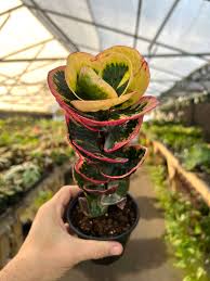 Image result for Croton