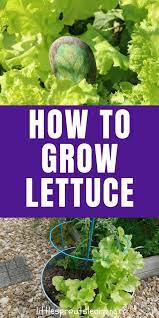 How To Grow Lettuce In Your Home Garden And What Kinds To Grow Growing Lettuce Romaine Lettuce Growing Lettuce Plant