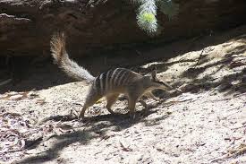 Dari berbagai kebun binatang itu, ujarnya, badak sumatera yang ada di kebun binatang los angeles itulah yang mengalami kemajuan serta melahirkan andalas dan dua ekor badak lainnya. Numbat Myrmecobius Fasciatus Fakta Luar Biasa Ekolss Haiwan