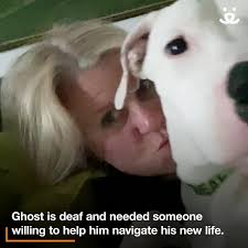 Many of you may remember our alumnus, Ghost. , He and his brother Spirit  were a dynamic deaf duo here at the pet resource center not so long ago.  Well, they have both been adopted, and our national ...