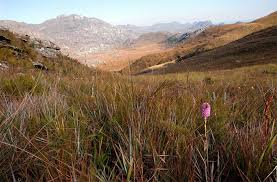 Image result for Disa fragrans