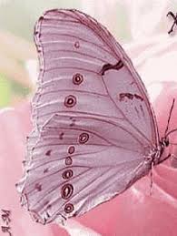 Finding Neverland Photo Beautiful Butterflies Pink Butterfly Butterfly