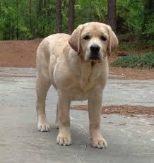 Gorgeous Lab Labradorretriever Labrador Retriever Puppies Labrador Retriever Labrador Retriever Dog