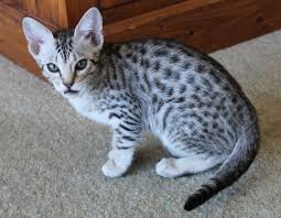 Black And White Spotted Cat 404 Not Found Ocicat Spotted Cat Wild Cats