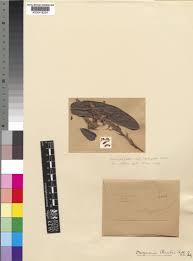 Image result for Droogmansia