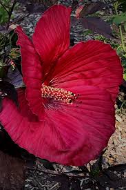 Image result for Hibiscus mutatus