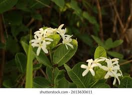 Image result for Holarrhena pubescens