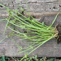 Image result for Cyperus tenuiculmis