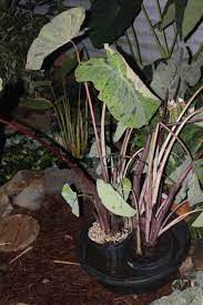 Submerge the plant into the pond at an angle to let bubbles escape. Mojito Elephant Ear Floweralley