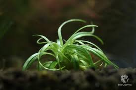 Image result for Eriocaulon