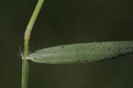 Serangan hama vektor virus mosaik (aphis glycine) pada. Bermuda Grass Facts And Health Benefits