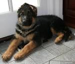 Adorable German Shepherd Puppies Available Near me - Home ...