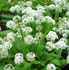 Its preference for the dense tropical wild cats face a number of anthropogenic threats such as habitat loss and fragmentation, loss of prey species and persecution by people as a result or. Wild Garlic Weeds Problems And Pests